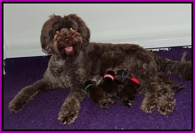 Biscuit Flicker newborn 1 day old 31