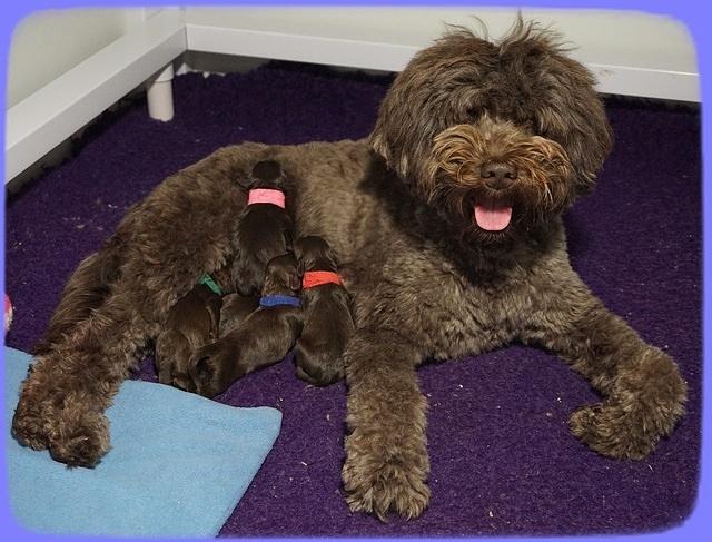 Biscuit Flicker newborn group 11