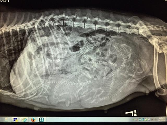 Sandi xray preg 2 texas 2