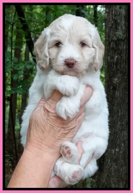 Sandi TExas pups 5 wks old31