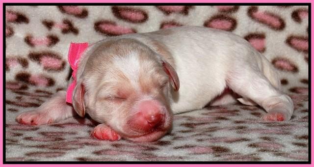 Sandi Texas pups 1 wk old 11
