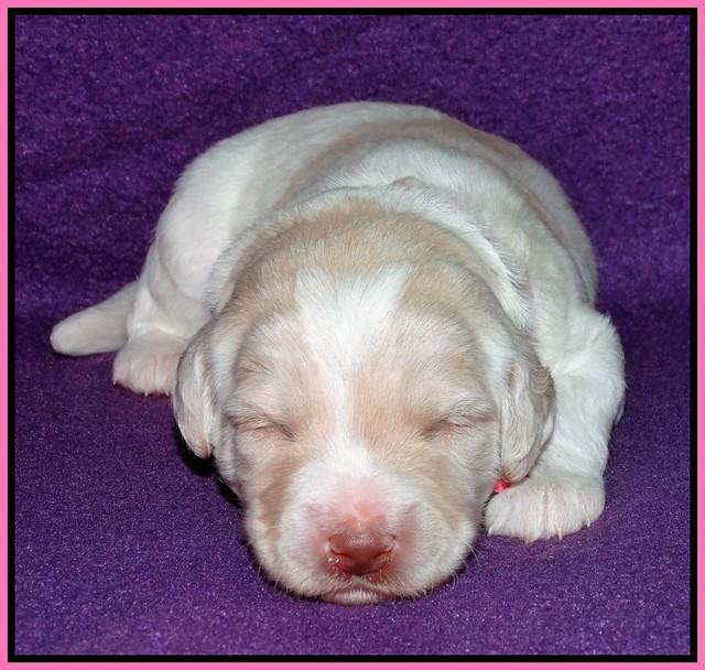 Sandi Texas pups 2 wks old 21