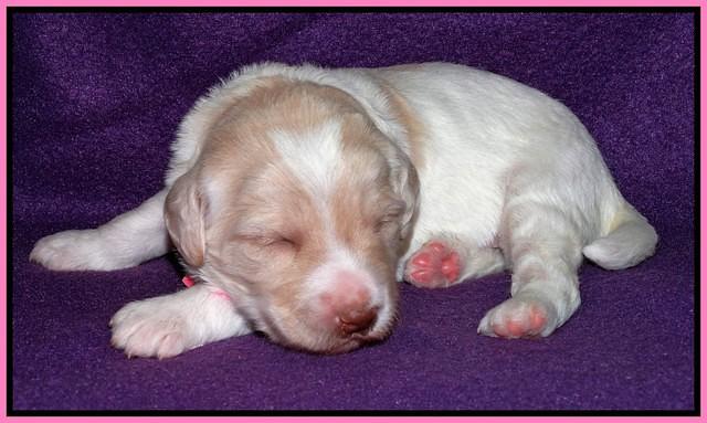 Sandi Texas pups 2 wks old 41