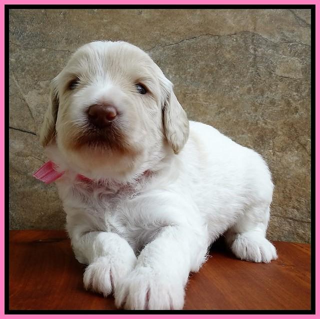 Sandi Texas pups 3 wks old 51