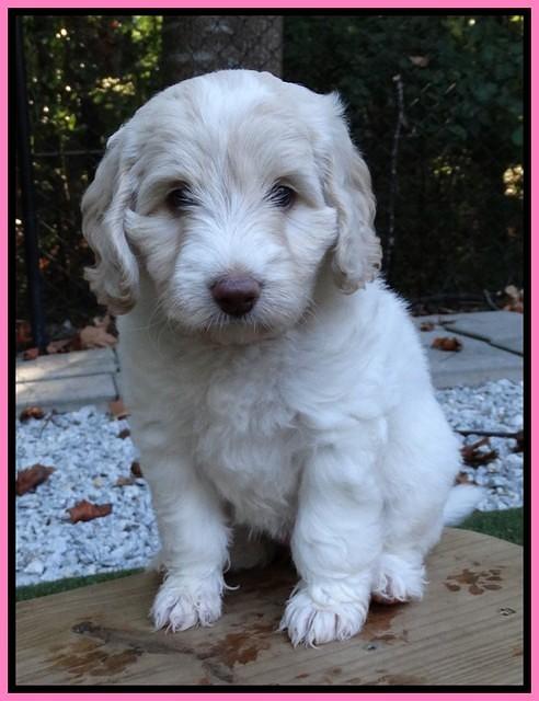 Sandi Texas pups 6 wks old 31