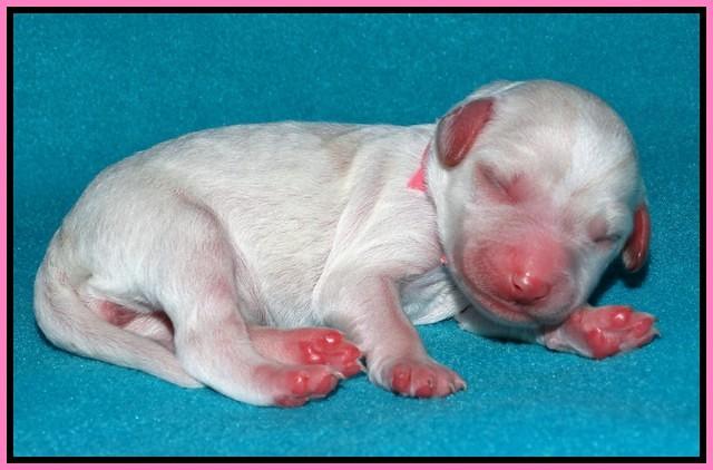 Sandi Texas pups newborn 1 day old11