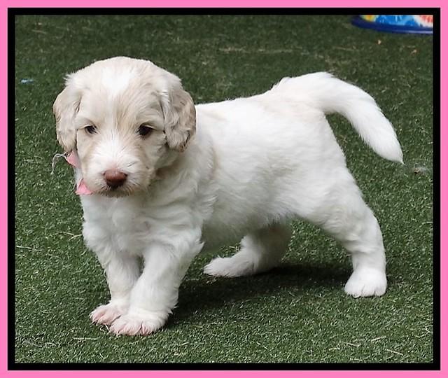 Sandy Texas pups 4 wks old 11