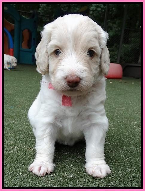 Sandy Texas pups 4 wks old 31