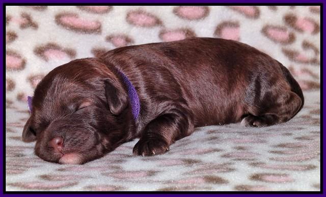 Sandi Texas pups 1 wk old 41