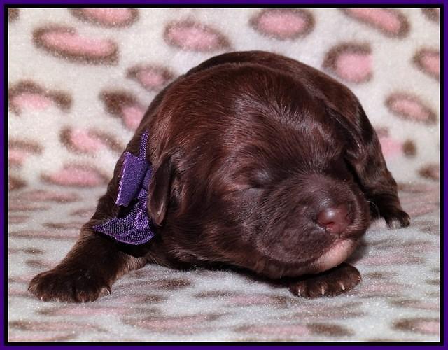 Sandi Texas pups 1 wk old 51
