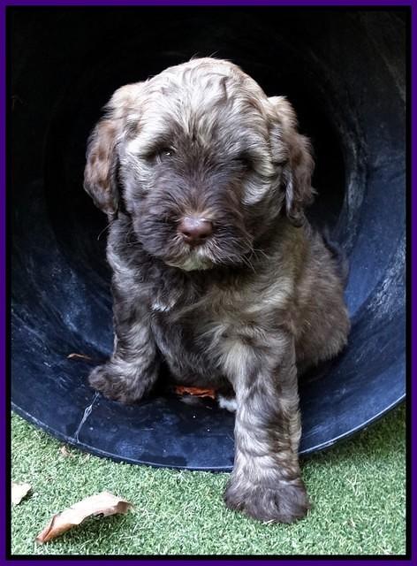 Sandi Texas pups 6 wks old 81