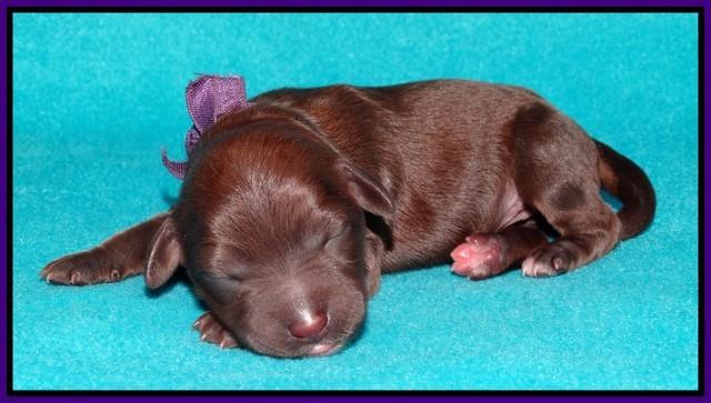 Sandi Texas pups newborn 1 day old51