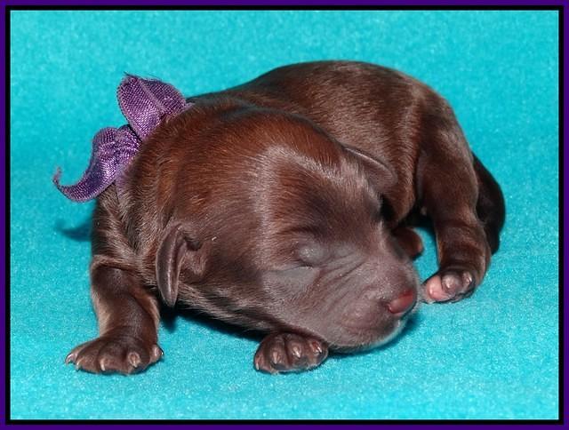 Sandi Texas pups newborn 1 day old61