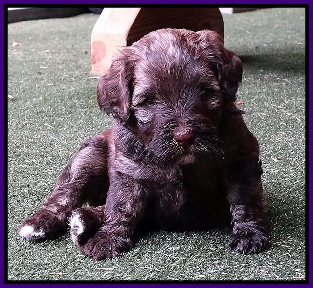 Sandy Texas pups 4 wks old 41