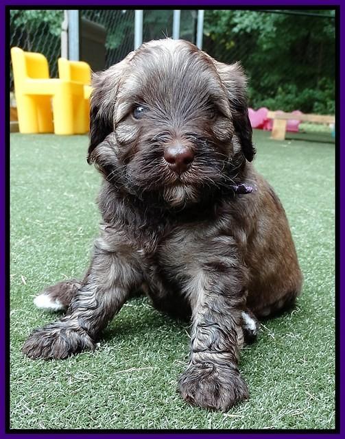 Sandy Texas pups 4 wks old 51