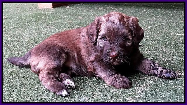 Sandy Texas pups 4 wks old 71