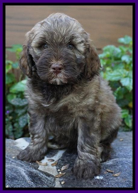 Sandy Texas pups 7 wks old 41