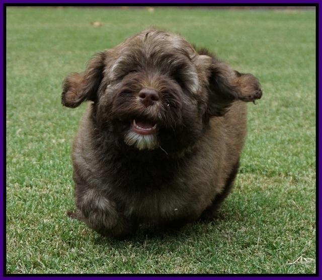 Sandy Texas pups 8 wks old 12!