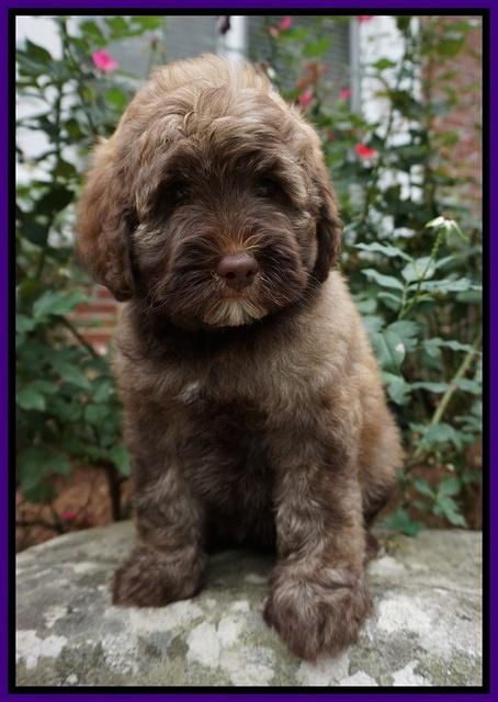 Sandy Texas pups 8 wks old 9!