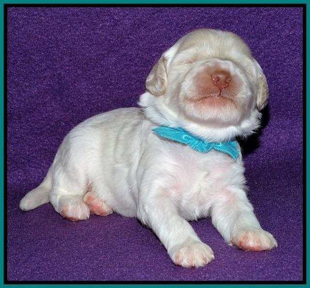 Sandi Texas pups 2 wks old 101