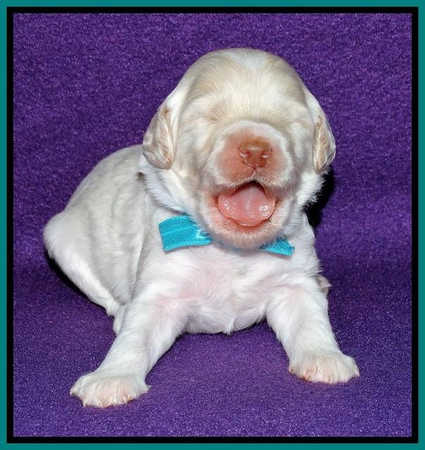 Sandi Texas pups 2 wks old 81