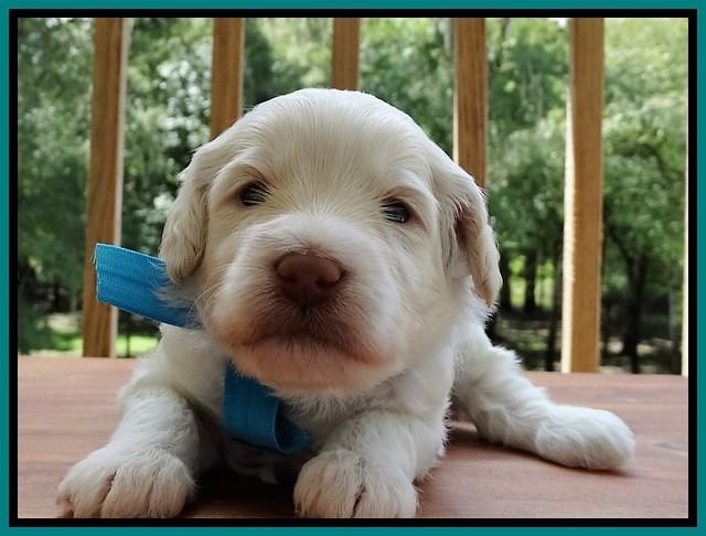 Sandi Texas pups 3 wks old 121