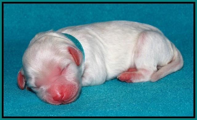 Sandi Texas pups newborn 1 day old81