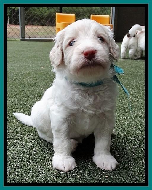 Sandy Texas pups 4 wks old 91