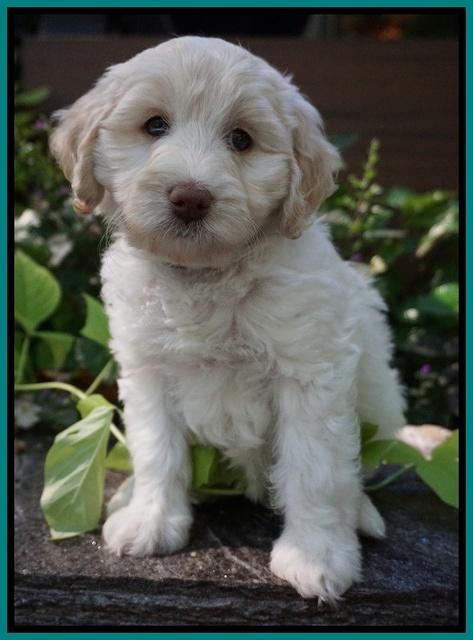 Sandy Texas pups 7 wks old 81