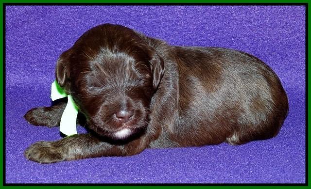 Sandi Texas pups 2 wks old 121