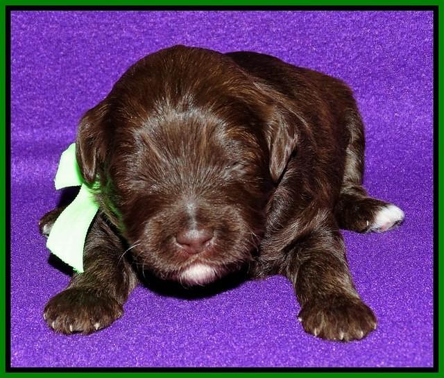 Sandi Texas pups 2 wks old 131