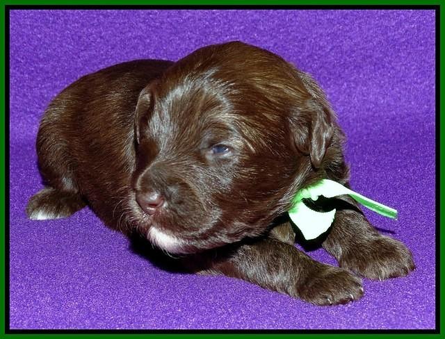 Sandi Texas pups 2 wks old 141