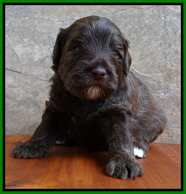 Sandi Texas pups 3 wks old 151