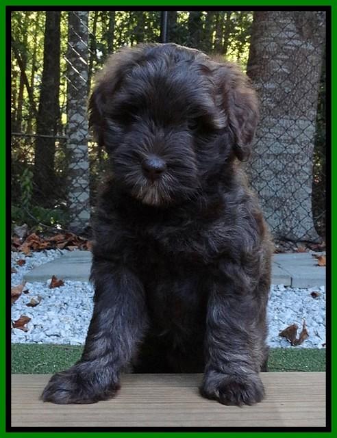 Sandi Texas pups 6 wks old 181