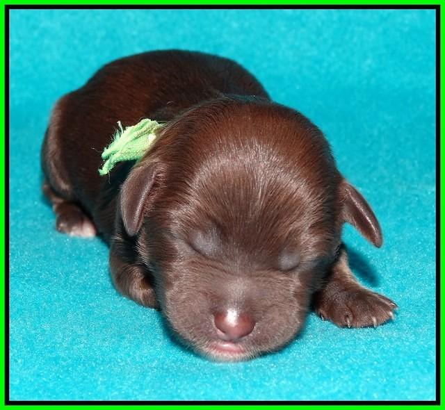 Sandi Texas pups newborn 1 day old101
