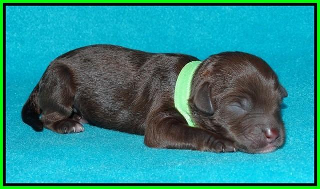Sandi Texas pups newborn 1 day old91