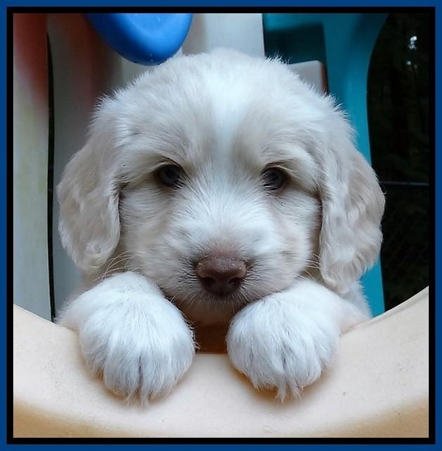 Sandi TExas pups 5 wks old131