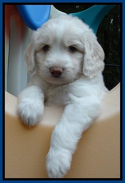 Sandi TExas pups 5 wks old141
