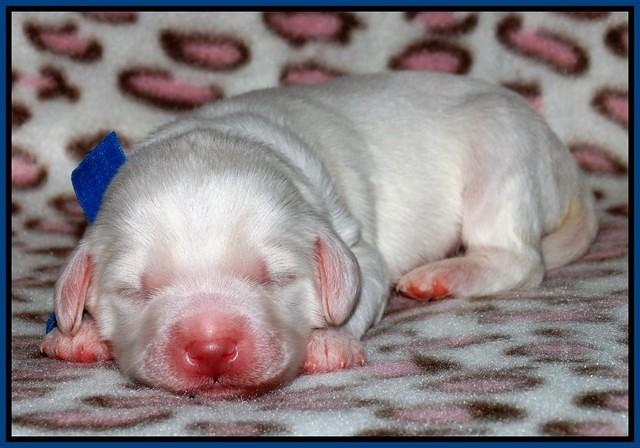 Sandi Texas pups 1 wk old 131