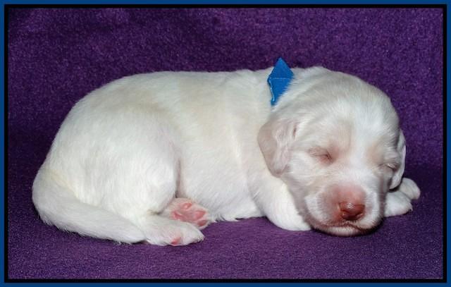 Sandi Texas pups 2 wks old 171