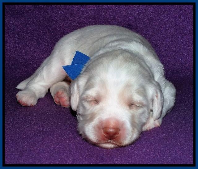 Sandi Texas pups 2 wks old 181