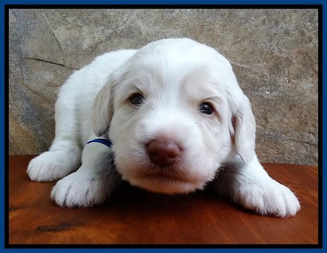 Sandi Texas pups 3 wks old 181