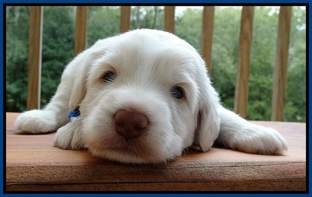 Sandi Texas pups 3 wks old 201