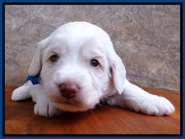 Sandi Texas pups 3 wks old 211