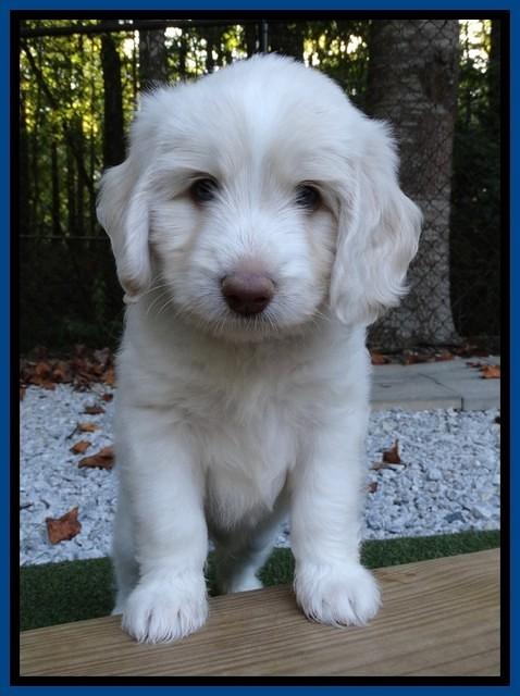 Sandi Texas pups 6 wks old 231