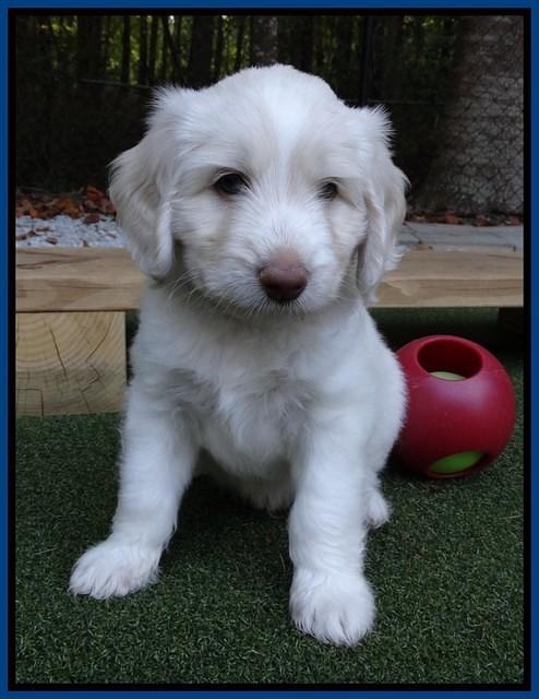 Sandi Texas pups 6 wks old 241