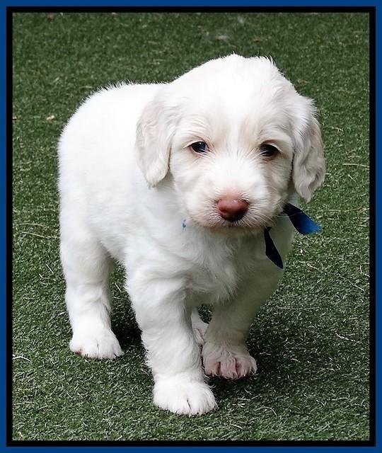 Sandy Texas pups 4 wks old 191