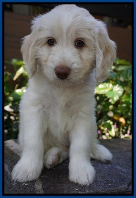 Sandy Texas pups 7 wks old 111