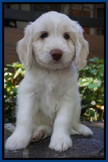 Sandy Texas pups 7 wks old 121