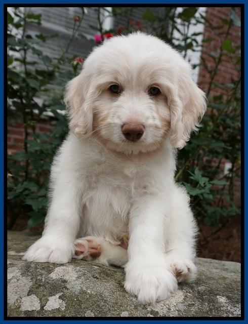 Sandy Texas pups 8 wks old 21!